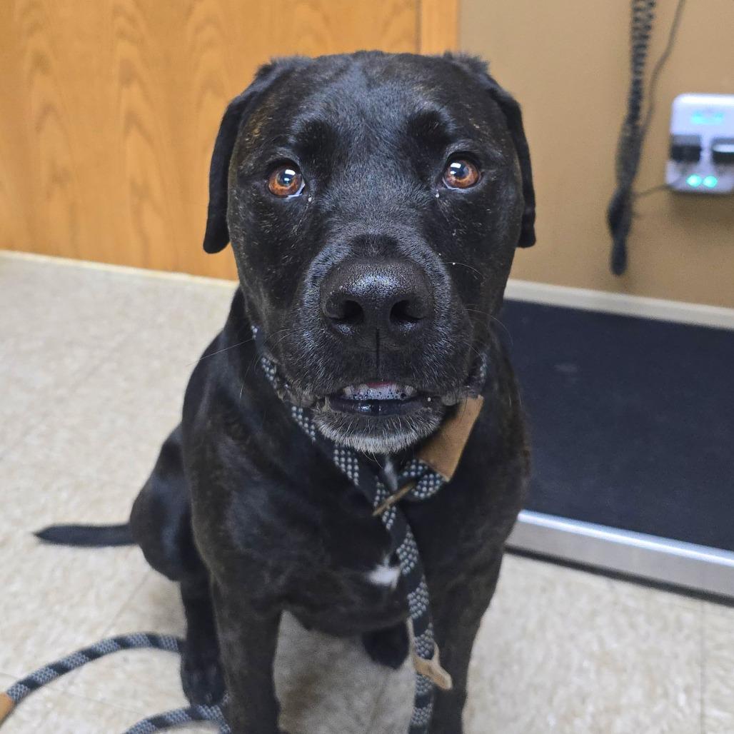 Milo, a Adoptable mixed breed in Milan, IL image 3/6