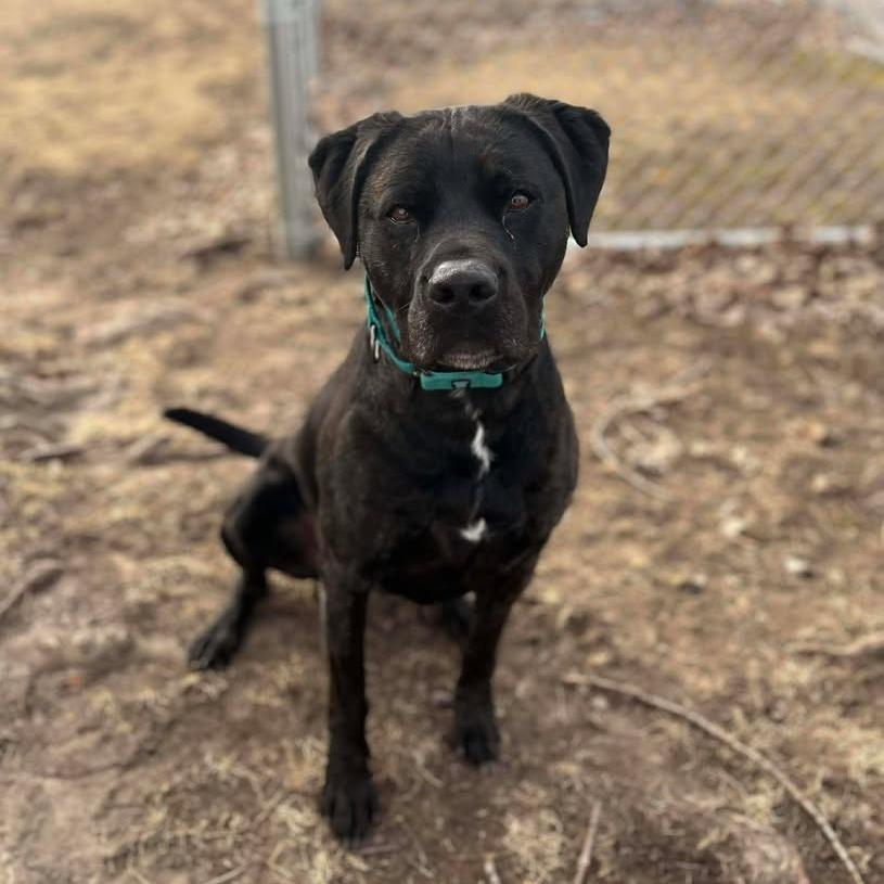 Milo, a Adoptable mixed breed in Milan, IL image 4/6