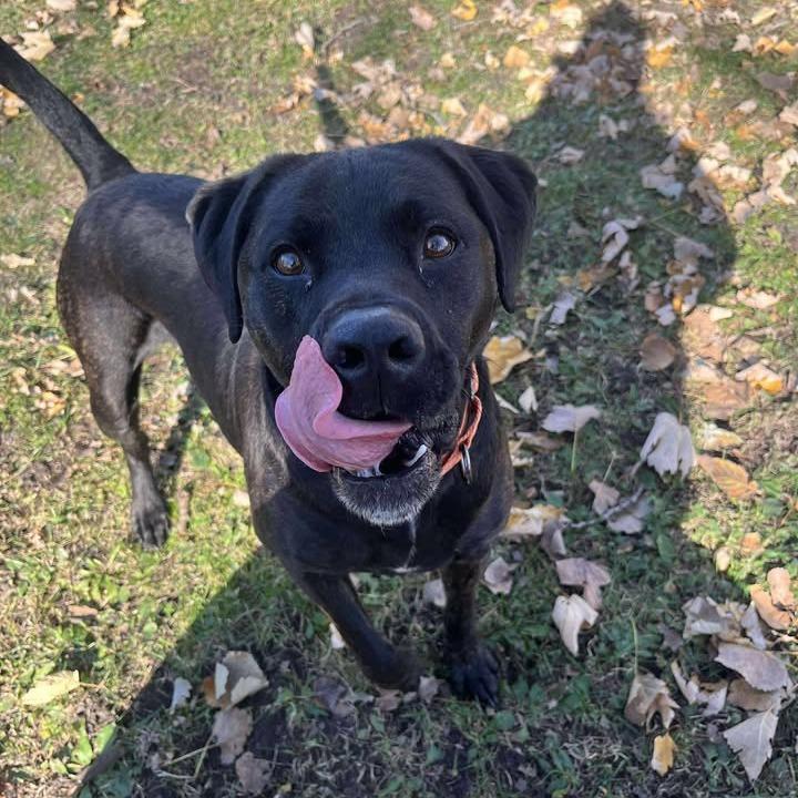 Milo, a Adoptable mixed breed in Milan, IL image 5/6