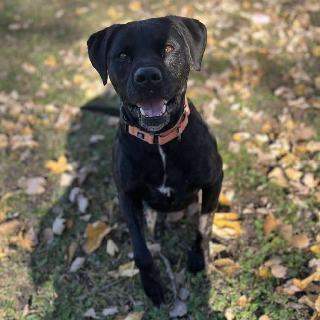 Milo, a Adoptable mixed breed in Milan, IL image 6/6