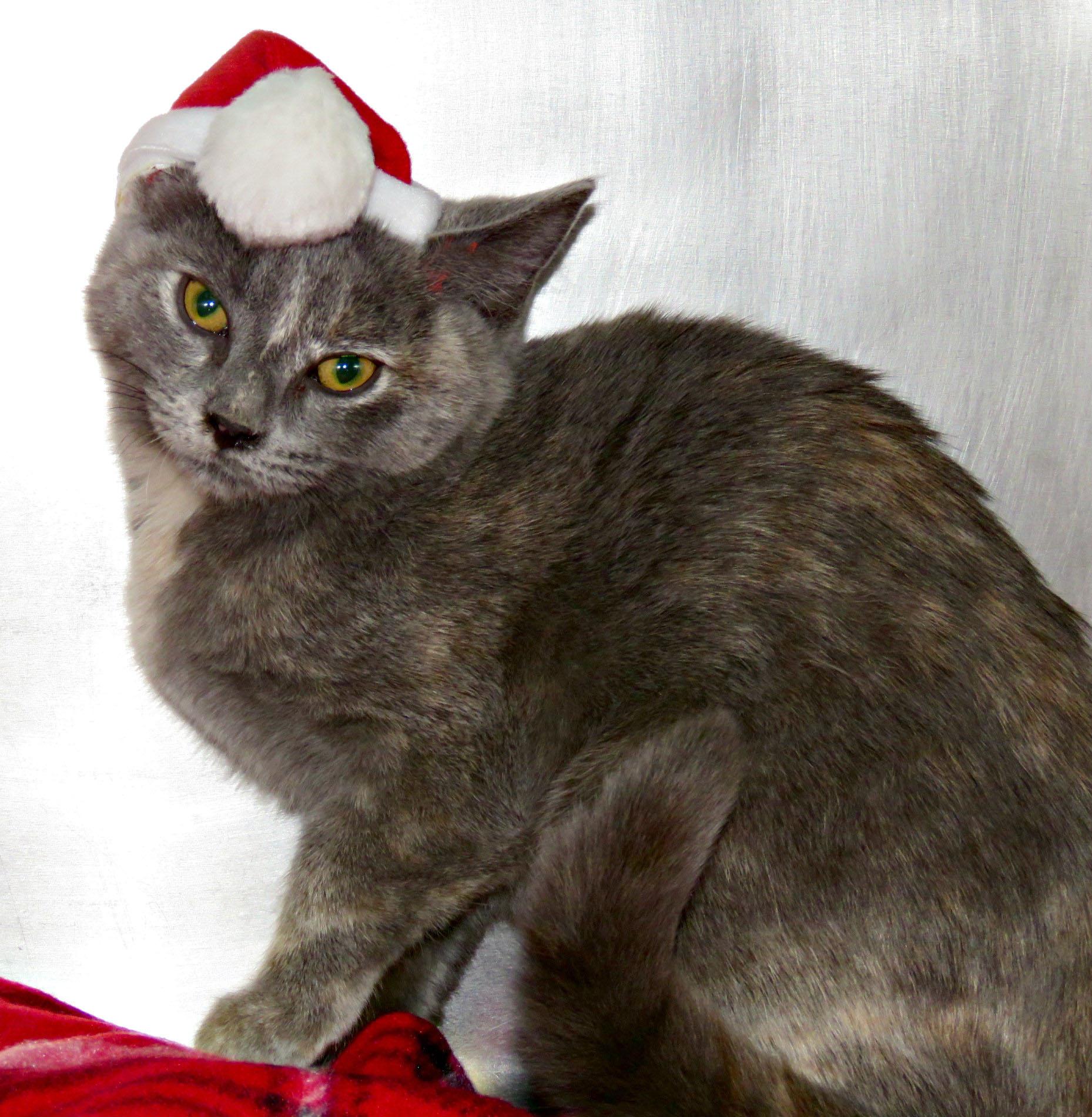 Penelope, Adoptable, Kitten Female Domestic Short Hair.