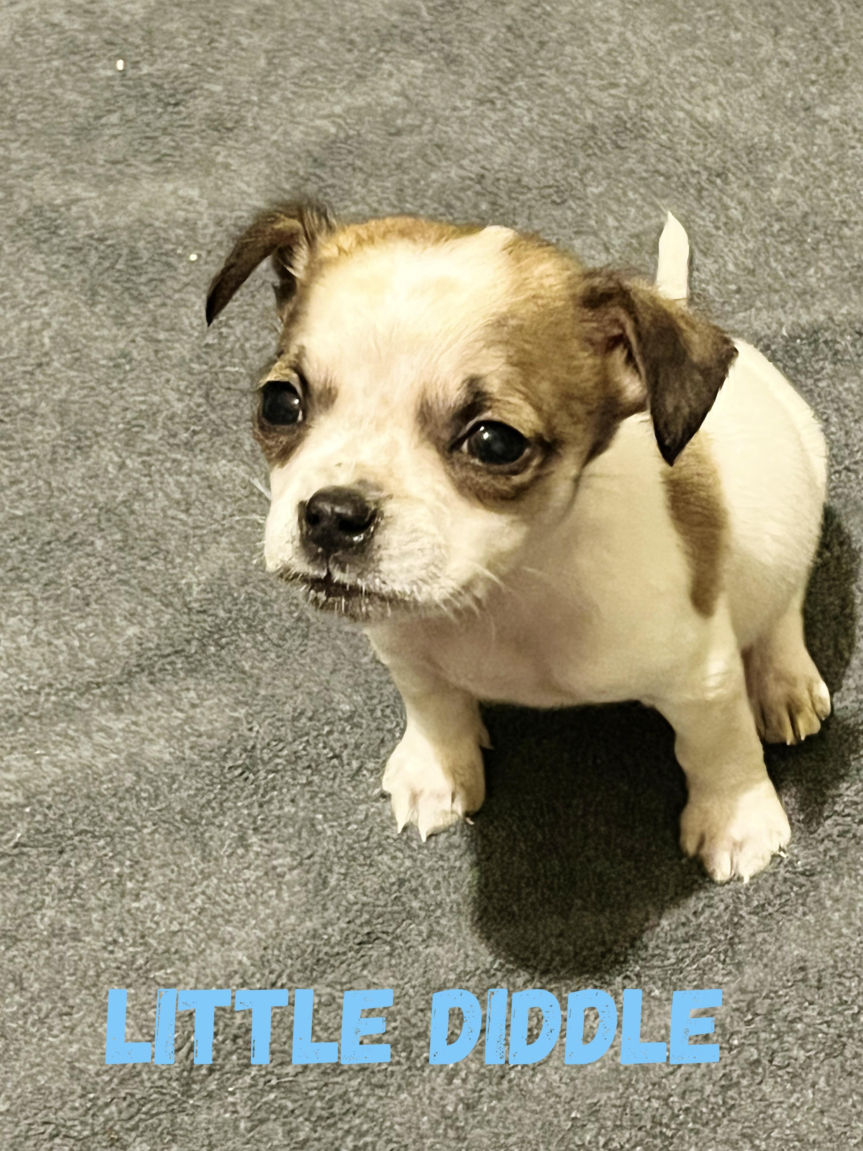 Little Diddle, Adopted, Adult Male Chihuahua.