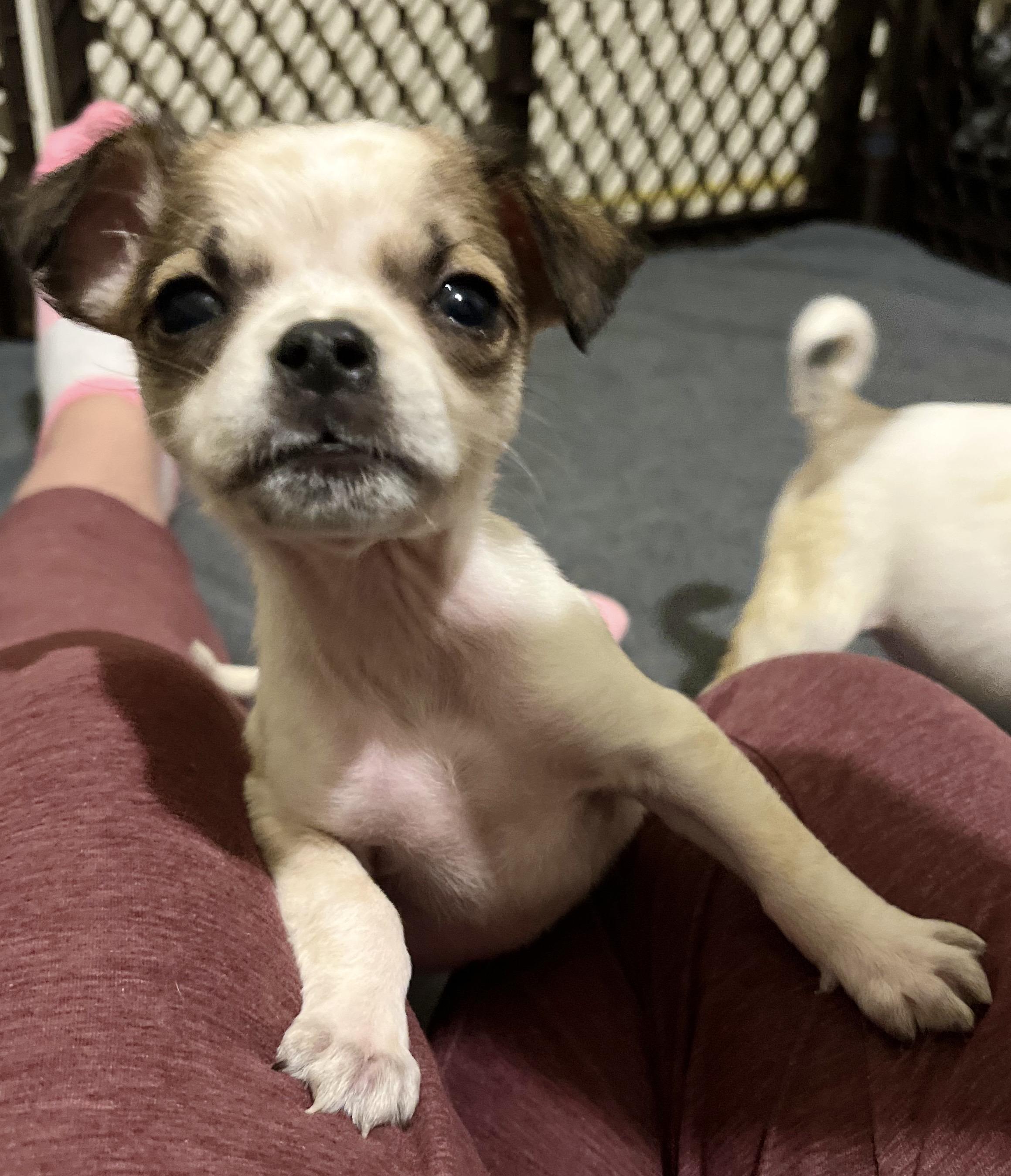 Enlarge Little Diddle, a Adopted mixed breed in Somerville, TX image 2/4