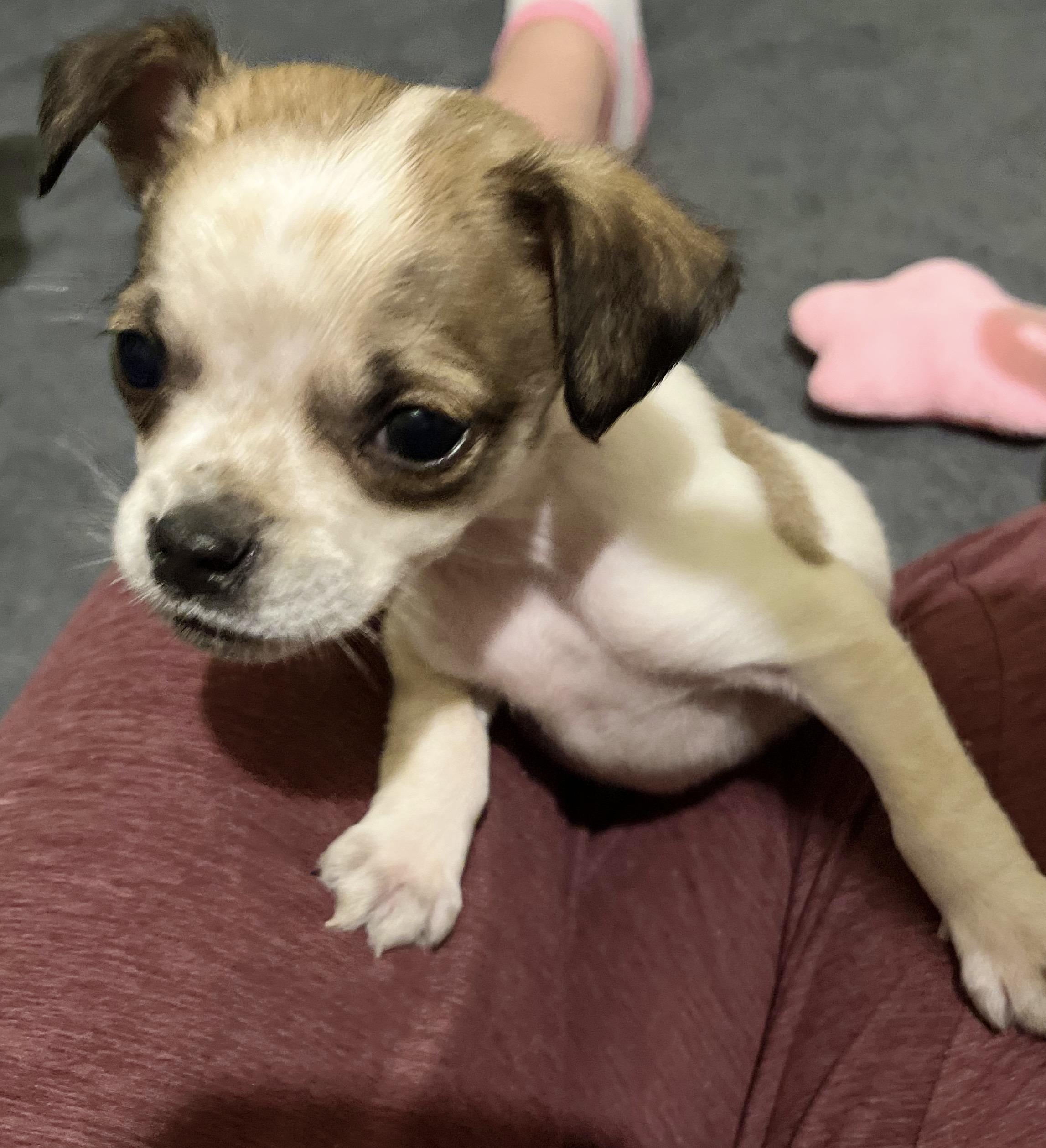 Enlarge Little Diddle, a Adopted mixed breed in Somerville, TX image 3/4