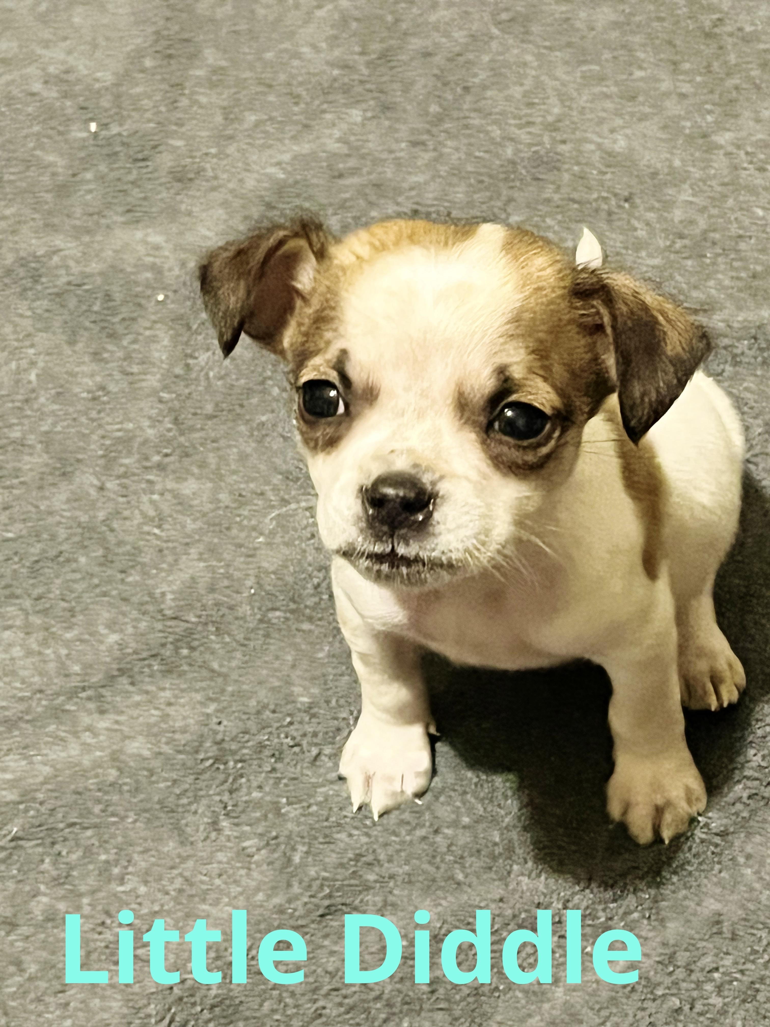 Enlarge Little Diddle, a Adopted mixed breed in Somerville, TX image 4/4