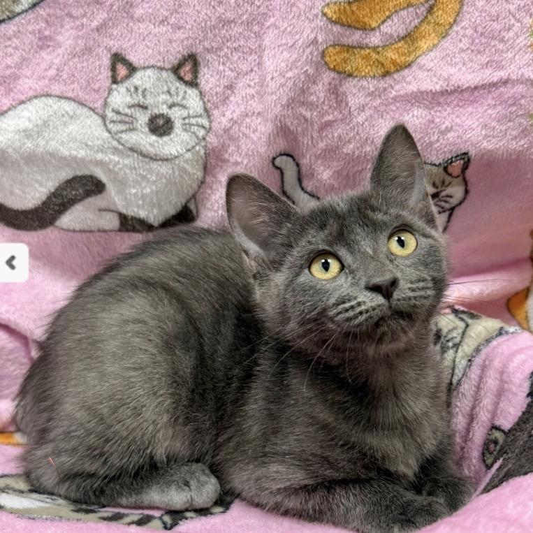Enlarge Joanie, a Adoptable Domestic Short Hair in Woodstock, GA image 1/3