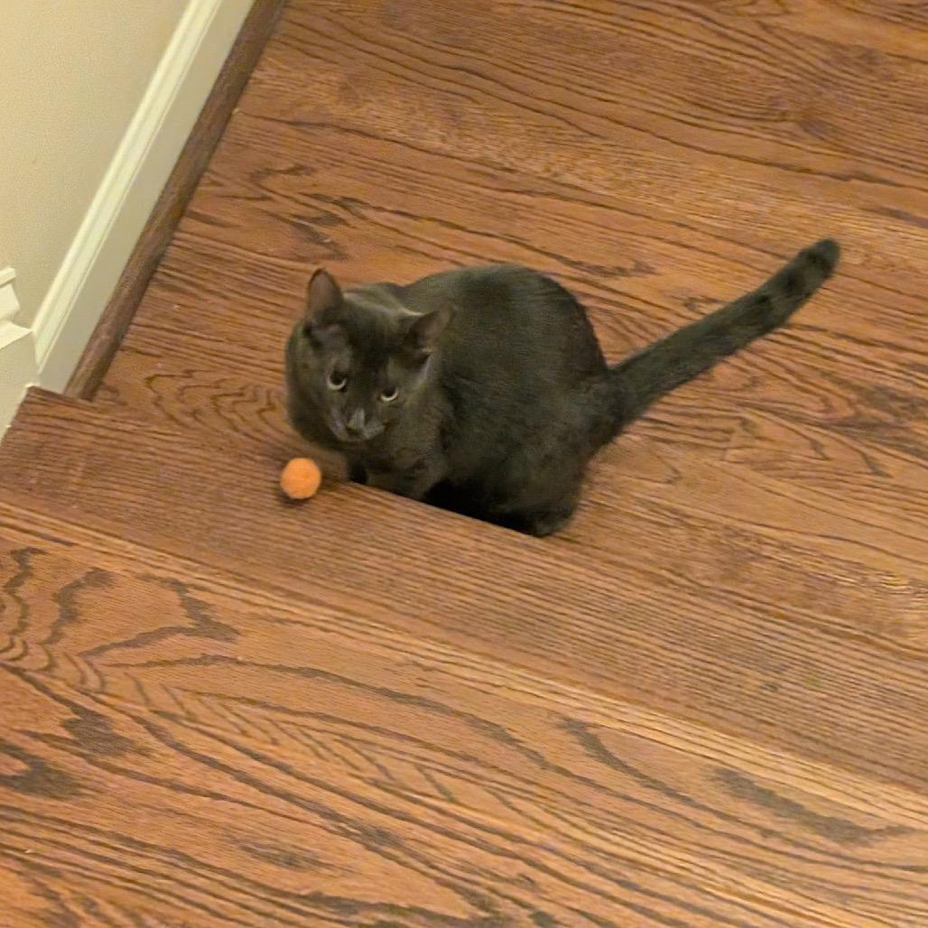 Joanie, Adoptable, Young Female Domestic Short Hair.