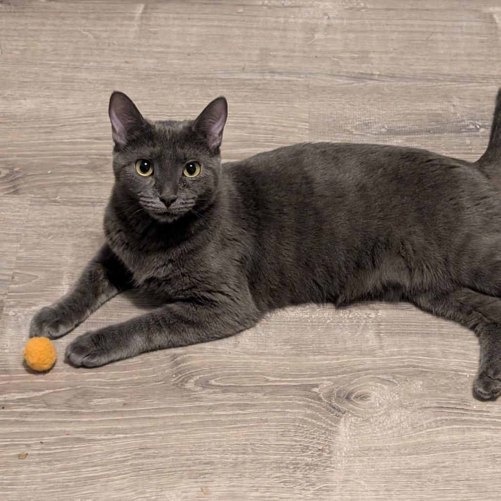 Enlarge Joanie, a Adoptable Domestic Short Hair in Woodstock, GA image 2/5