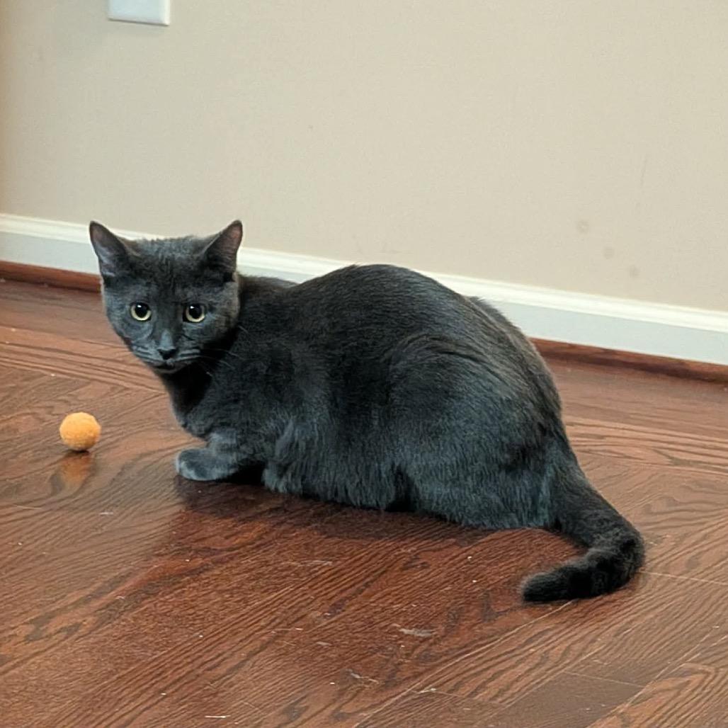 Enlarge Joanie, a Adoptable Domestic Short Hair in Woodstock, GA image 2/3