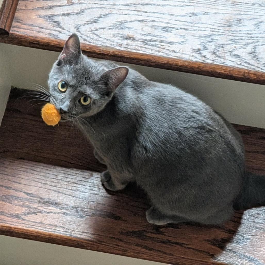 Enlarge Joanie, a Adoptable Domestic Short Hair in Woodstock, GA image 3/3