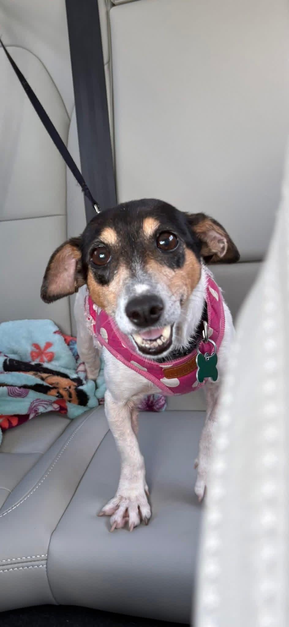 Enlarge Sara, a ADOPTABLE Jack Russell Terrier in Boynton Beach, FL image 2/3