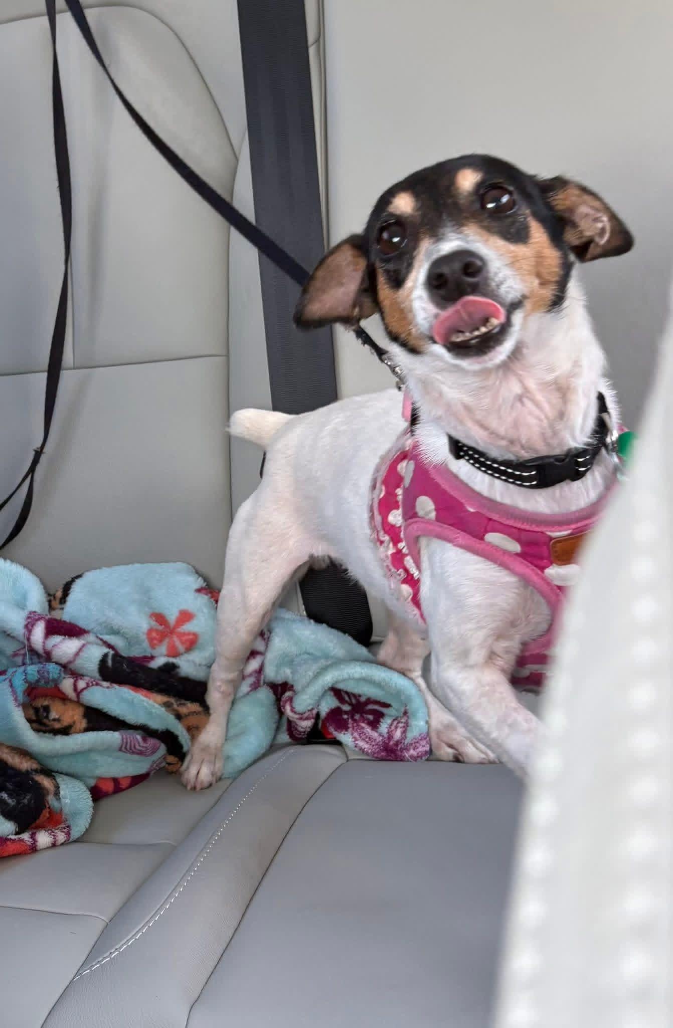 Enlarge Sara, a ADOPTABLE Jack Russell Terrier in Boynton Beach, FL image 1/3