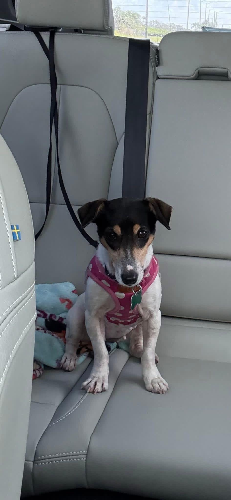 Enlarge Sara, a ADOPTABLE Jack Russell Terrier in Boynton Beach, FL image 3/3