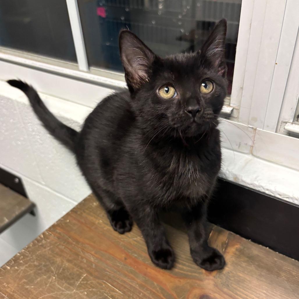 Enlarge Mismatched Socks, a Adoptable Domestic Short Hair in Carencro, LA image 1/2