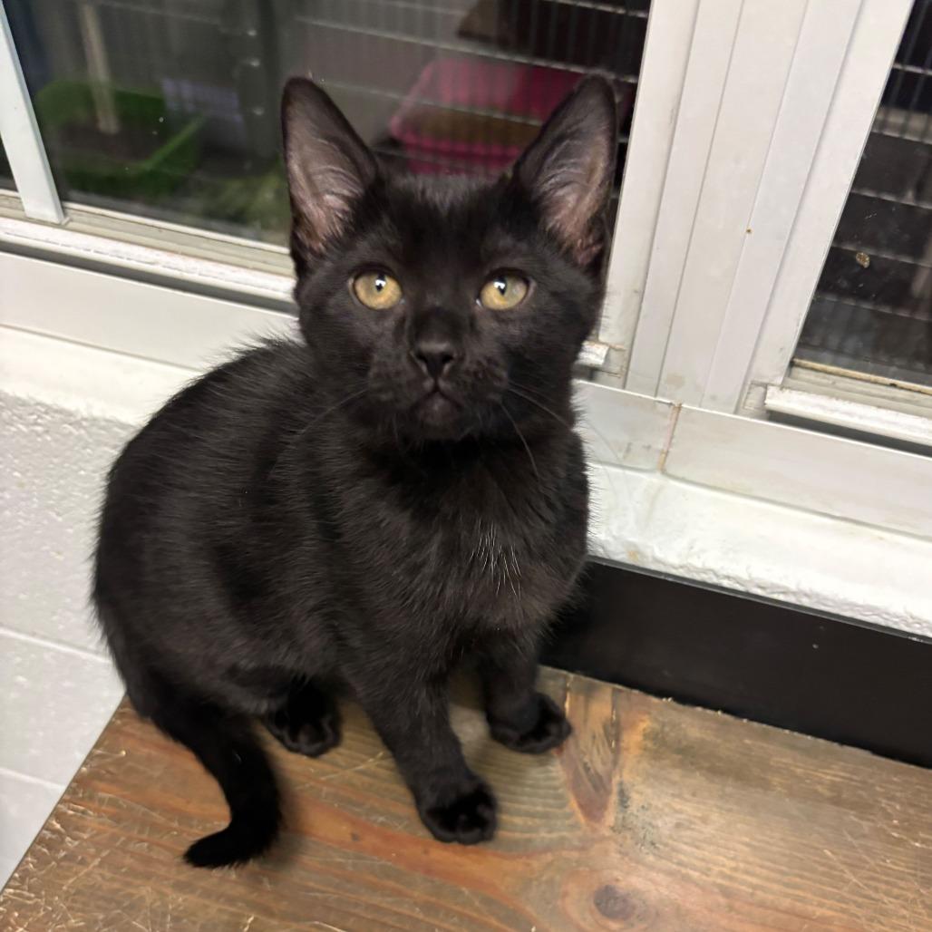 Enlarge Mismatched Socks, a Adoptable Domestic Short Hair in Carencro, LA image 2/2