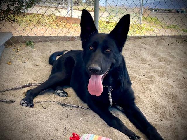 Enlarge BRUCE, a Adoptable German Shepherd Dog in Salinas, CA image 1/1