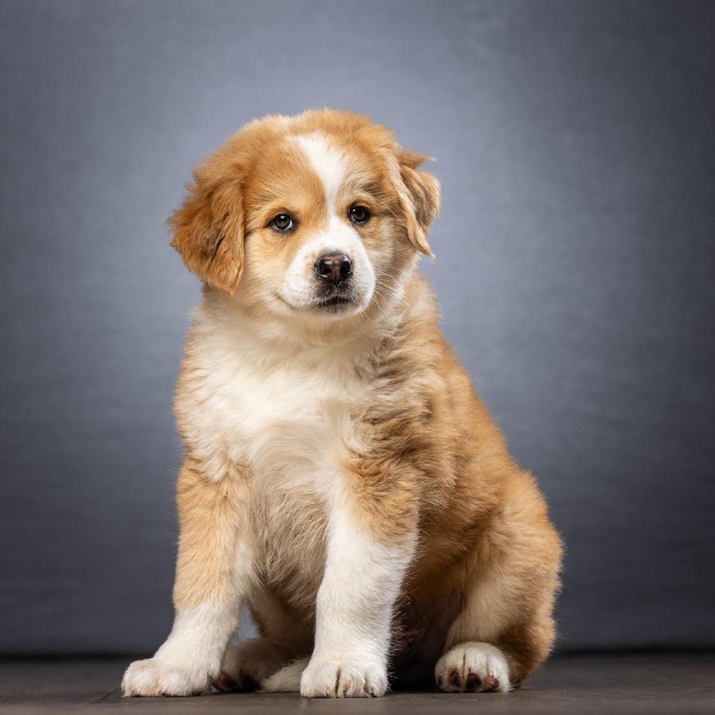 Teddy — thumbnail 2