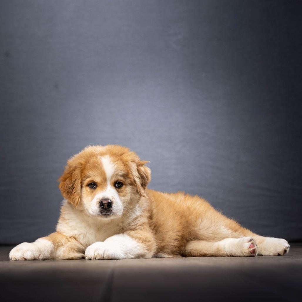 Teddy — thumbnail 4