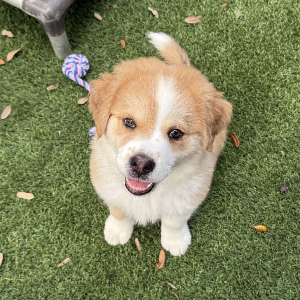 Teddy — thumbnail 5