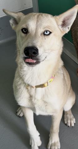 Enlarge NOVA, a Adoptable mixed breed in Visalia, CA image 1/1