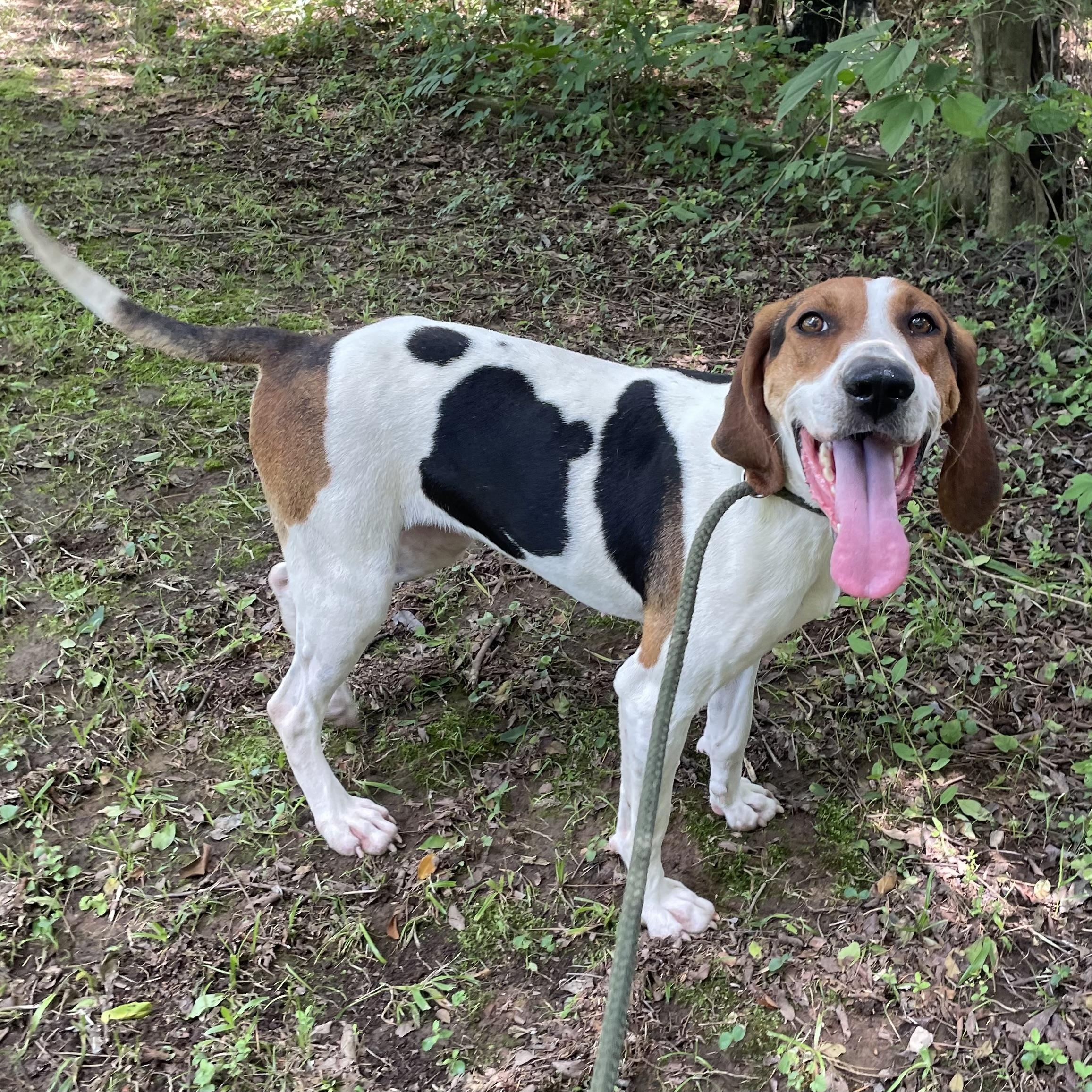 Sammie, Adult Female American Foxhound