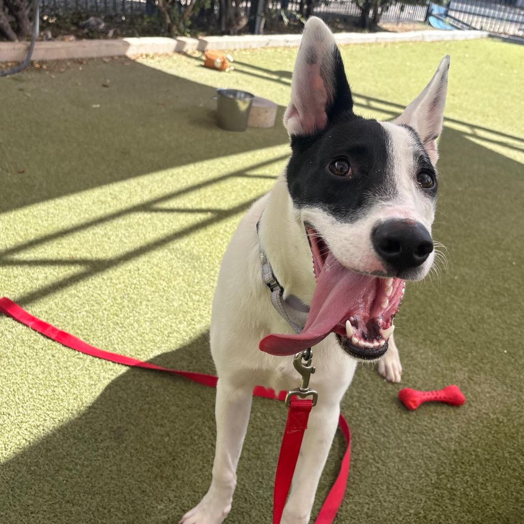 Panda, Adoptable, Young Female Collie & Mixed Breed.