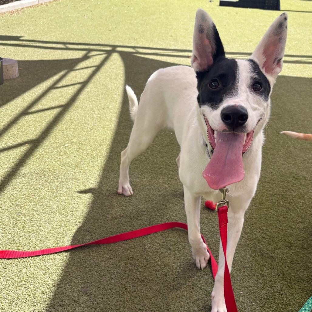 Enlarge Panda, a Adoptable mixed breed in Albuquerque, NM image 2/6
