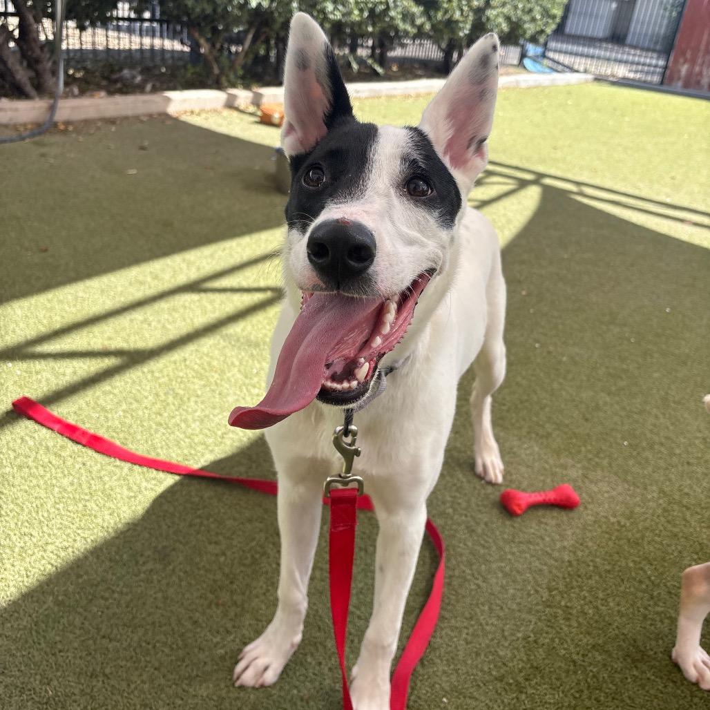 Enlarge Panda, a Adoptable mixed breed in Albuquerque, NM image 4/6