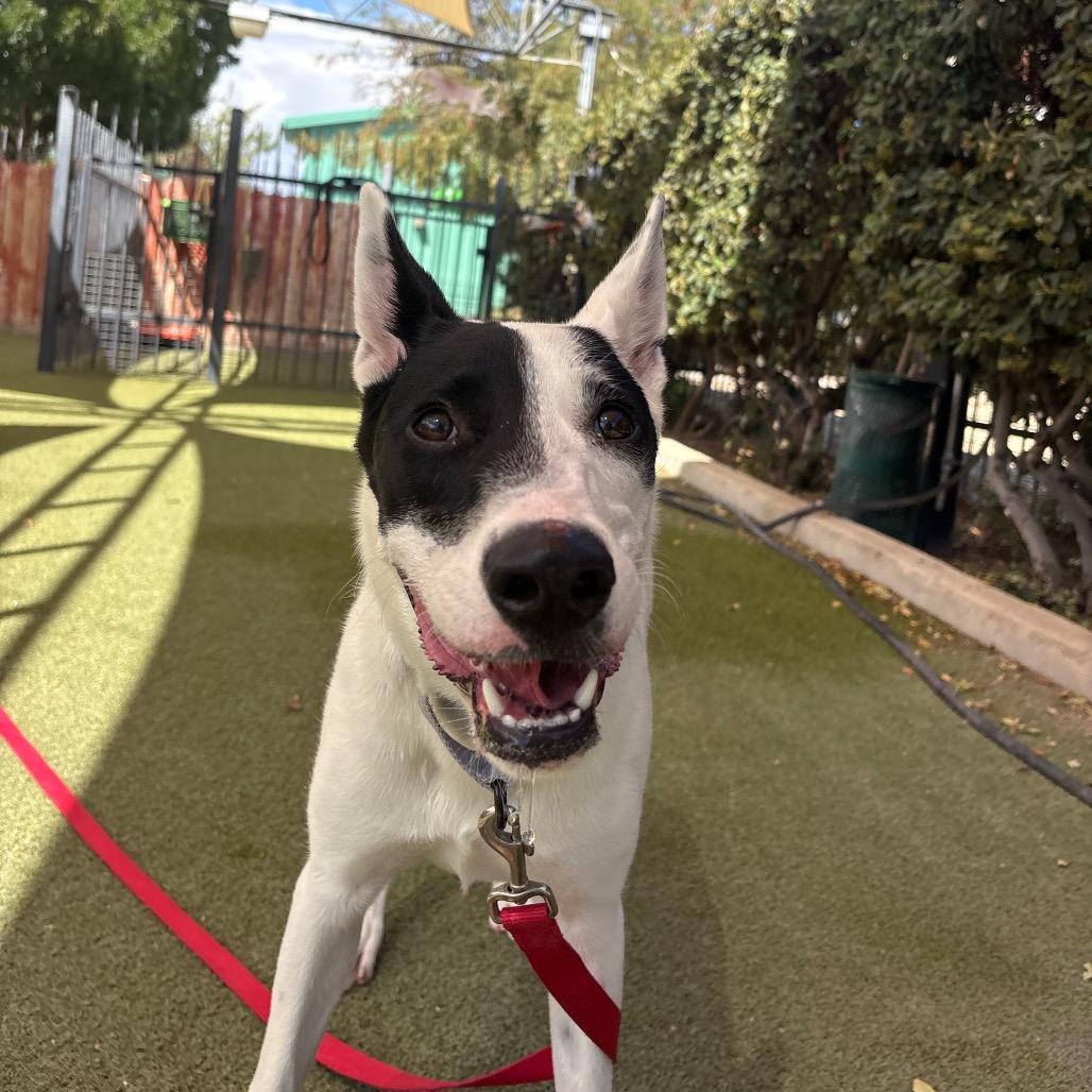 Enlarge Panda, a Adoptable mixed breed in Albuquerque, NM image 5/6