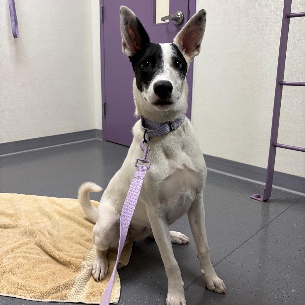 Enlarge Panda, a Adoptable mixed breed in Albuquerque, NM image 6/6