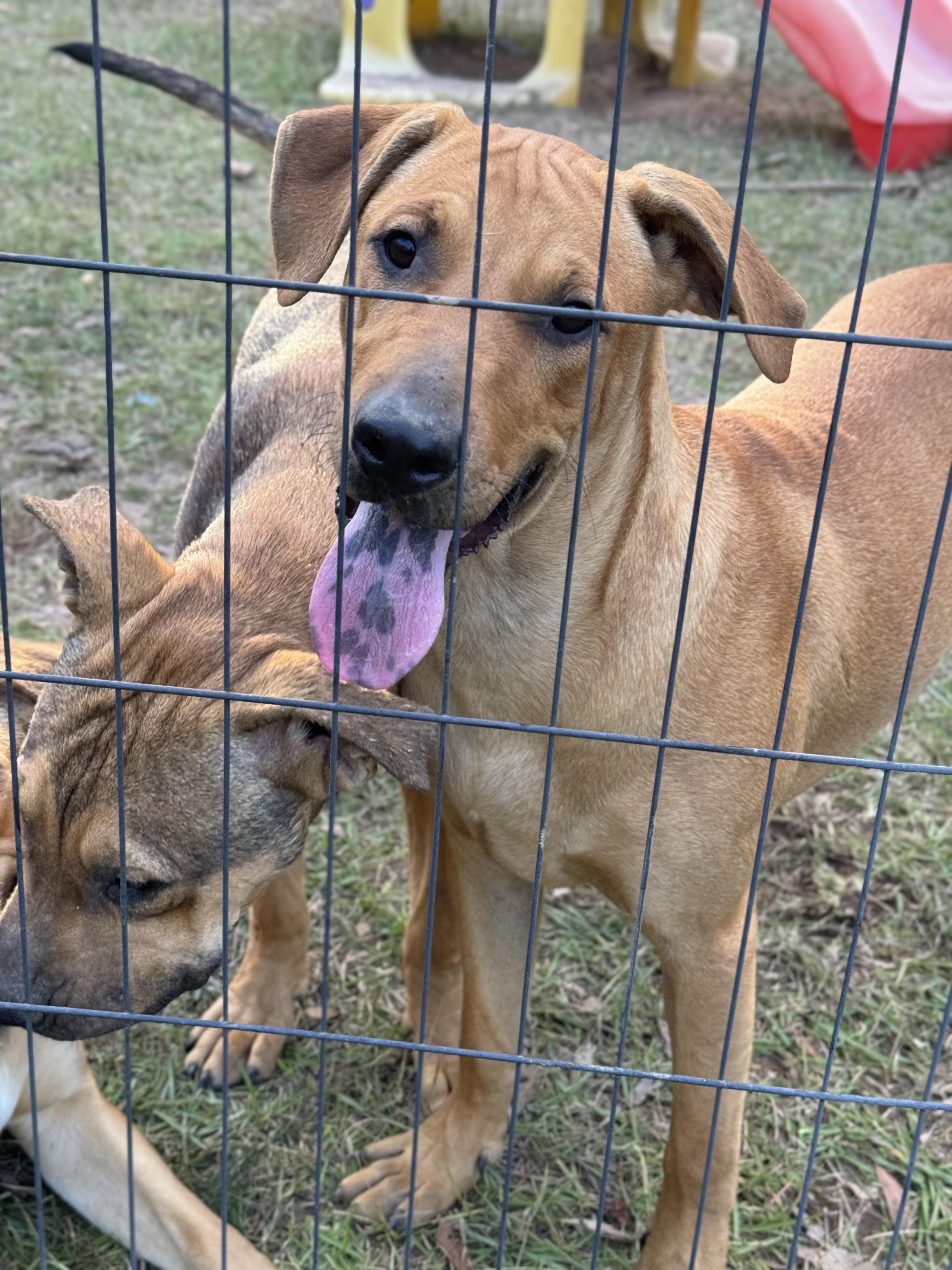 Enlarge PERCY - Sponsored Adoption Fee!!, an adoptable mixed breed in Fosters, AL image 6/6