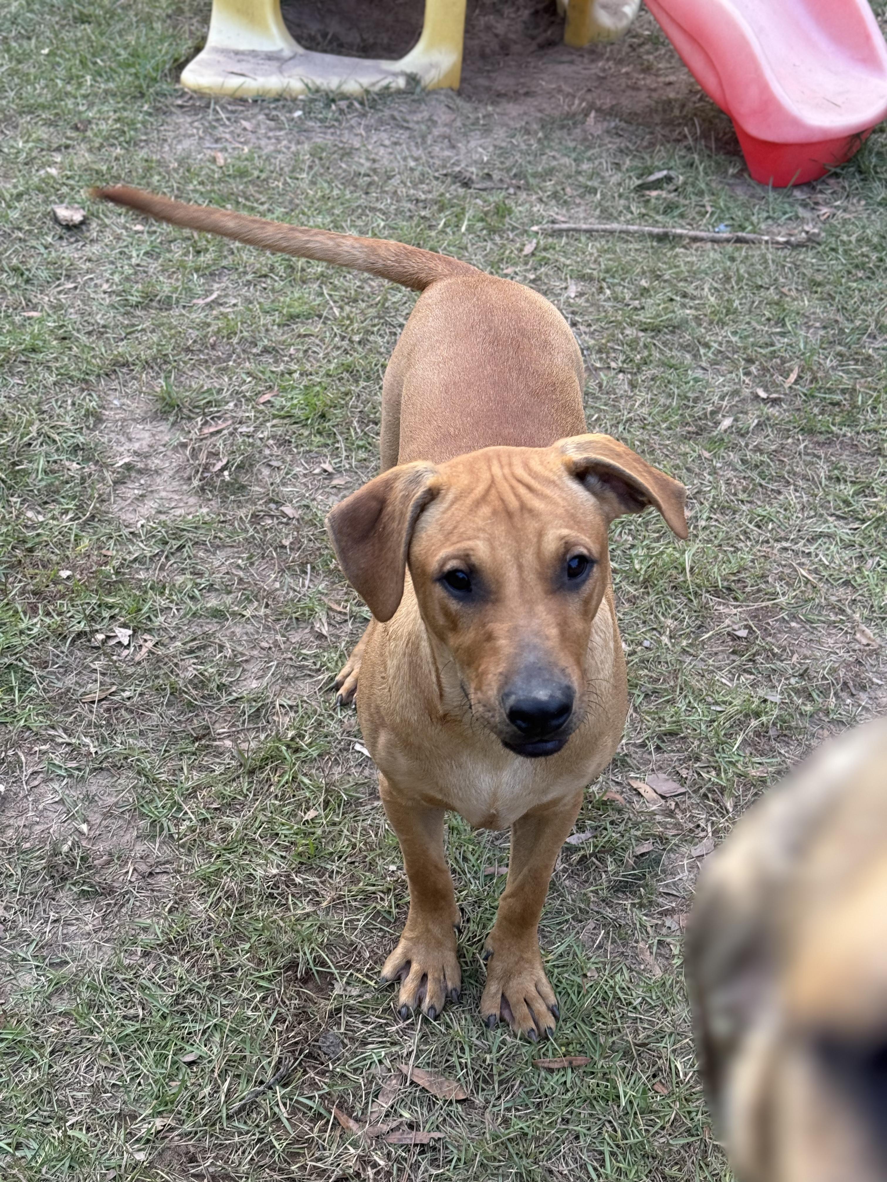 Enlarge PERCY - Sponsored Adoption Fee!!, an adoptable mixed breed in Fosters, AL image 3/6