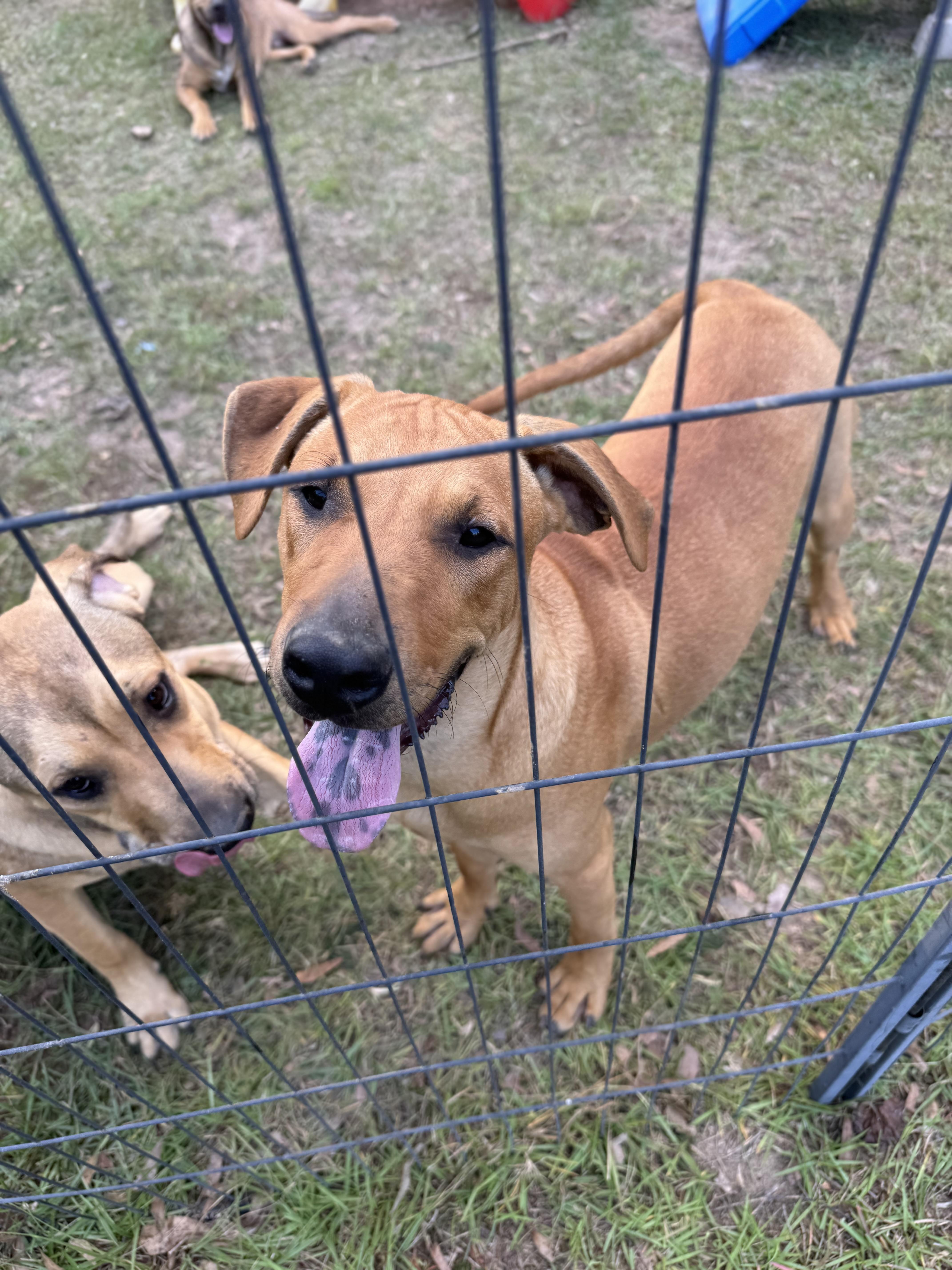 Enlarge PERCY - Sponsored Adoption Fee!!, an adoptable mixed breed in Fosters, AL image 4/6