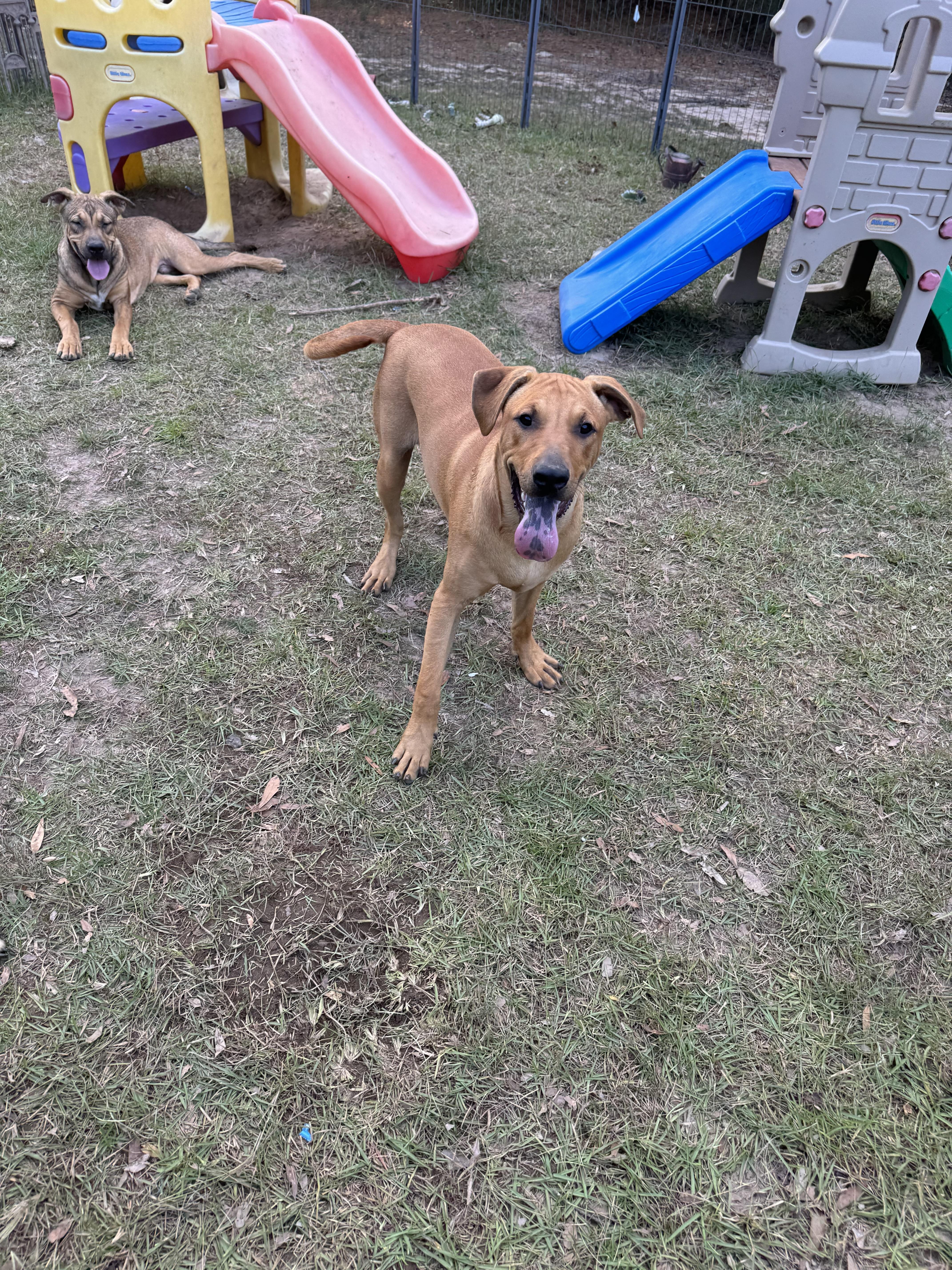 Enlarge PERCY - Sponsored Adoption Fee!!, an adoptable mixed breed in Fosters, AL image 2/6