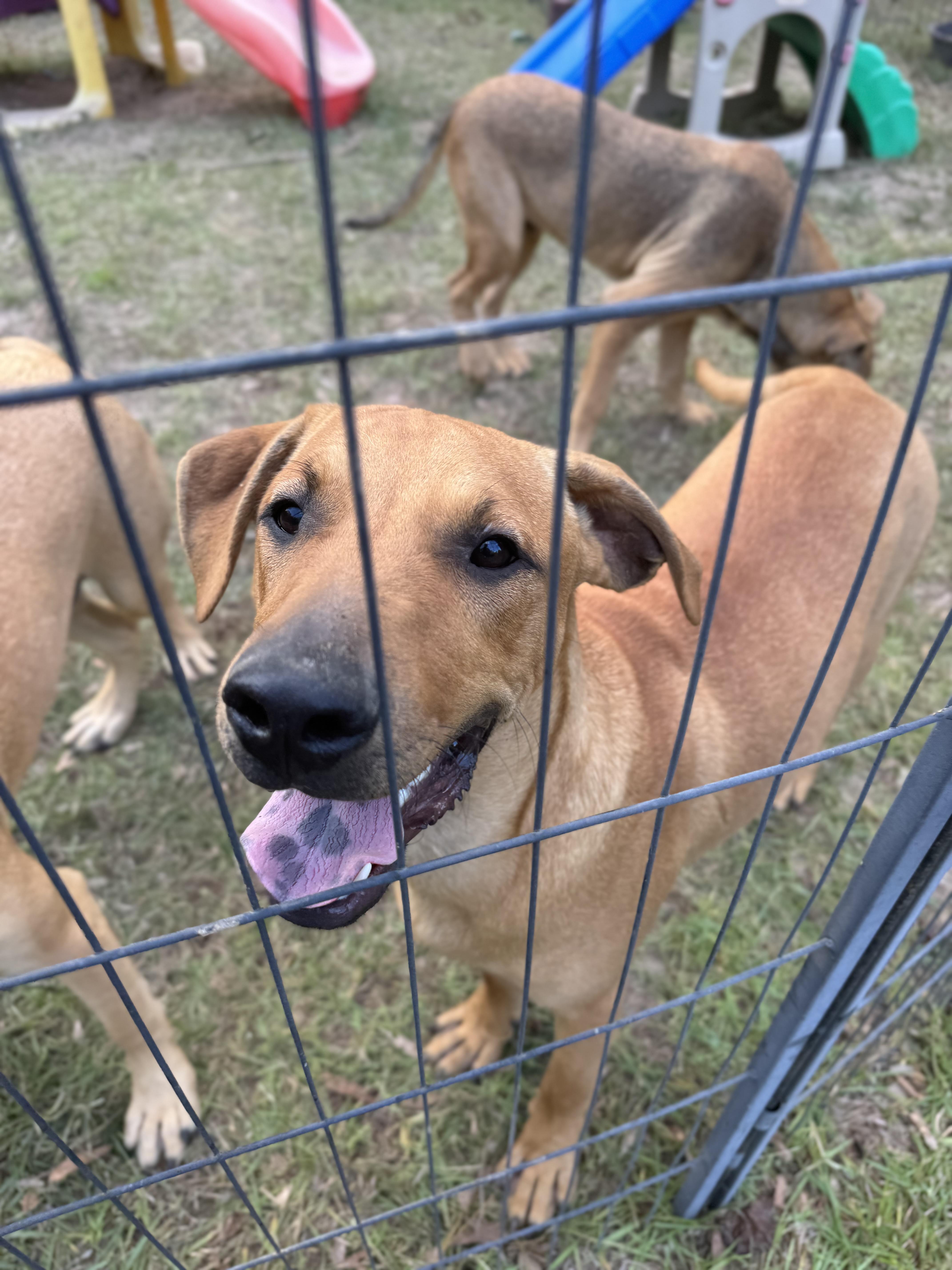 PERCY - Sponsored Adoption Fee!!, adoptable, Adult Male Labrador Retriever & Black Mouth Cur.