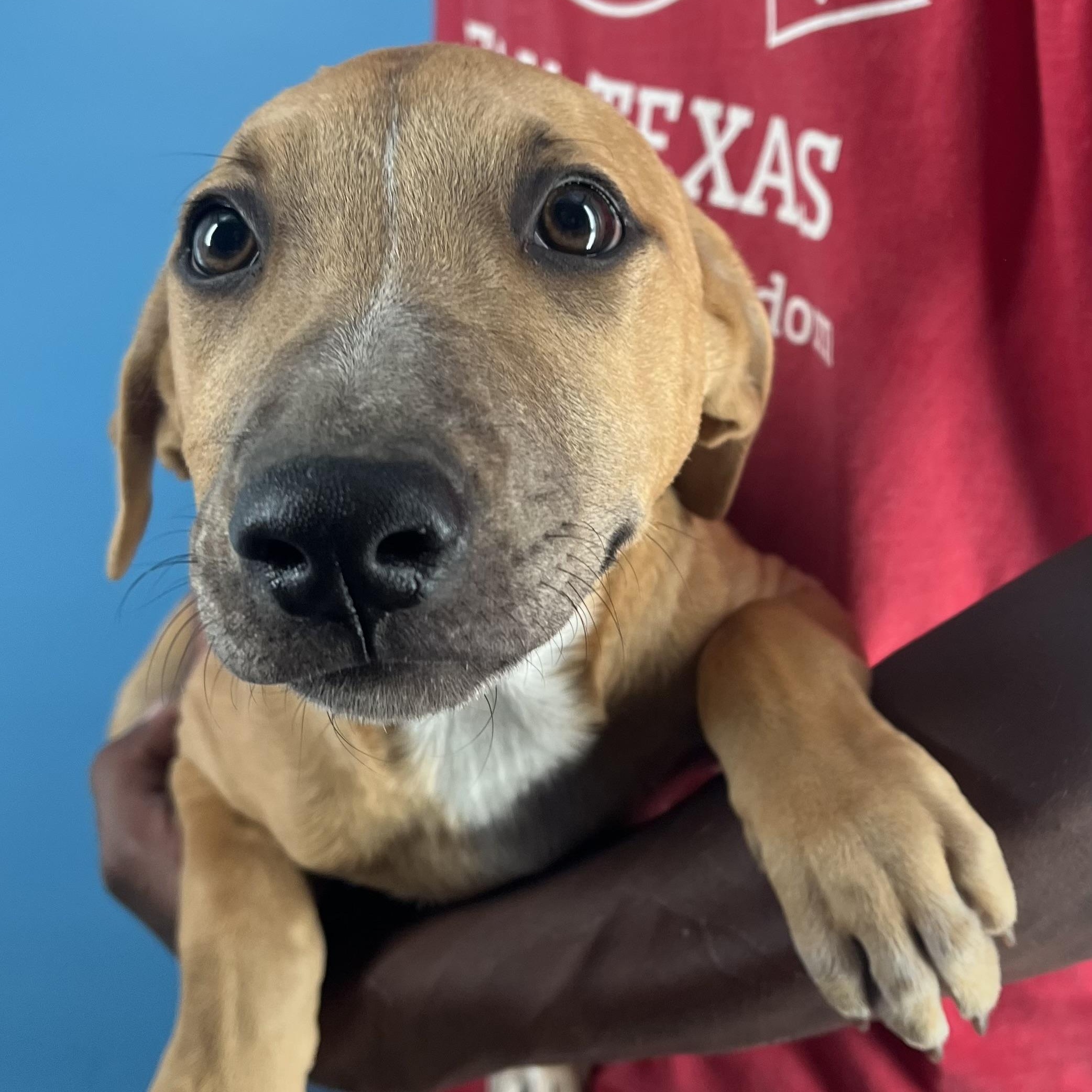 Enlarge Patty - Local Dec 19-21, a Adoptable mixed breed in Happy Valley , OR image 2/6