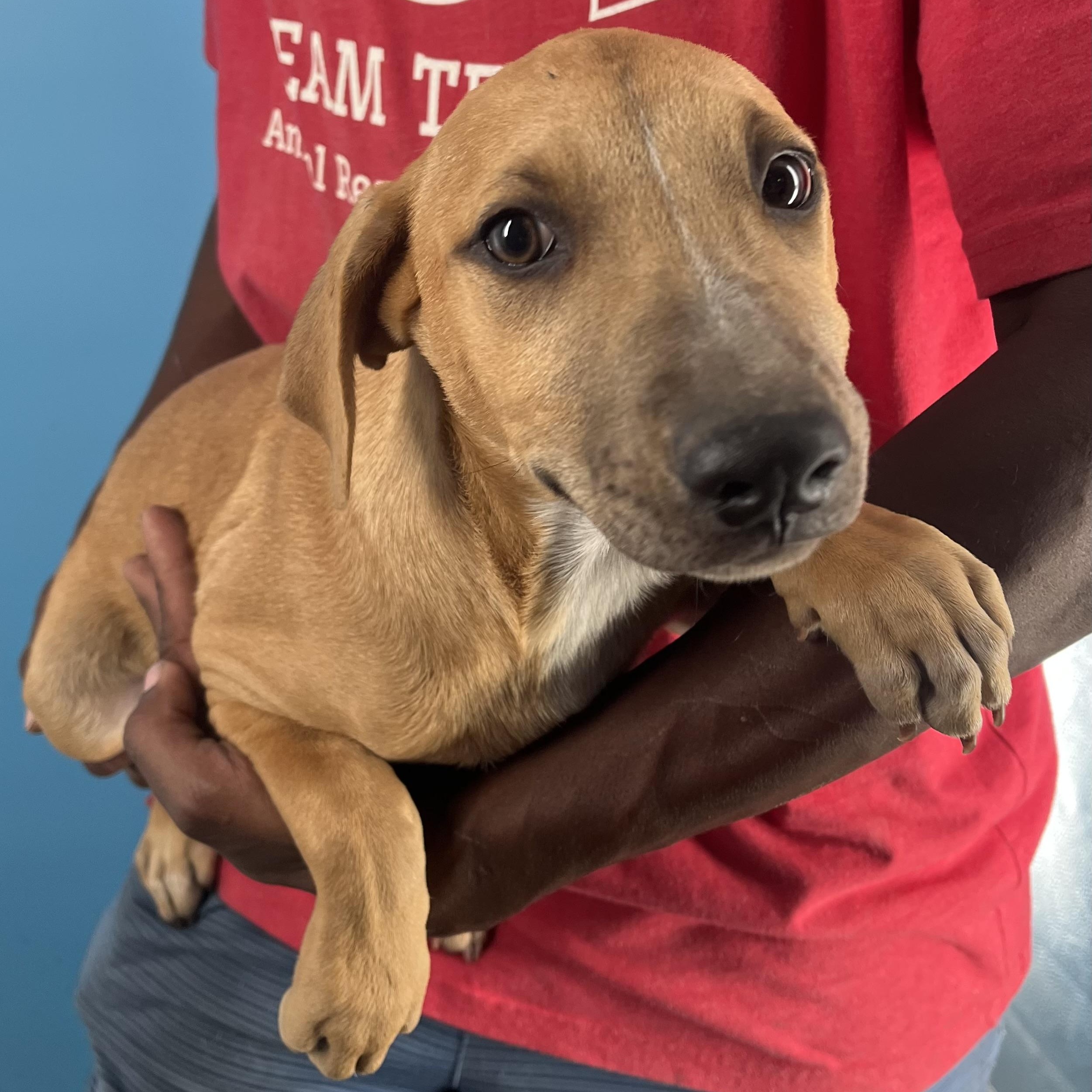 Enlarge Patty - Local Dec 19-21, a Adoptable mixed breed in Happy Valley , OR image 1/6