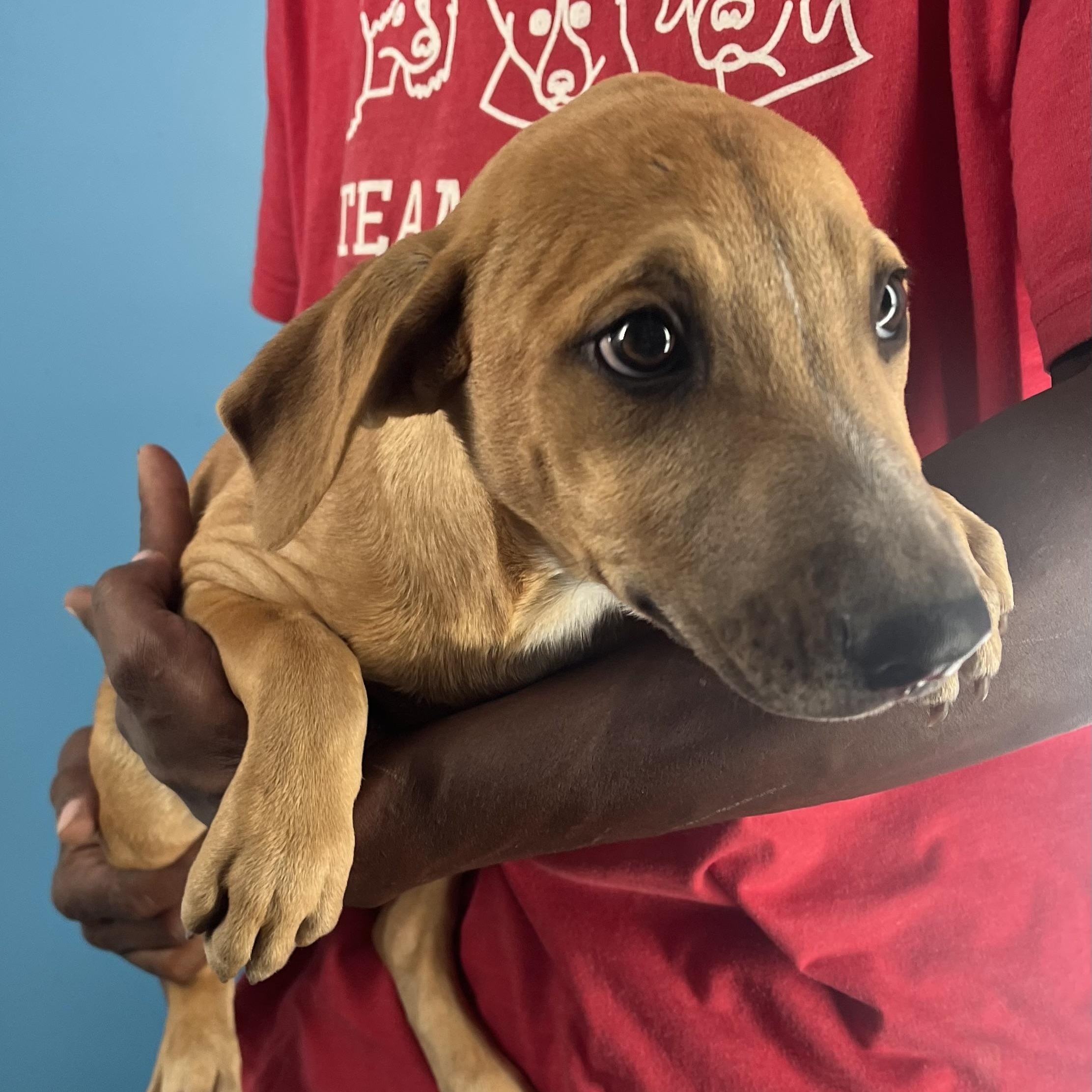 Enlarge Patty - Local Dec 19-21, a Adoptable mixed breed in Happy Valley , OR image 5/6