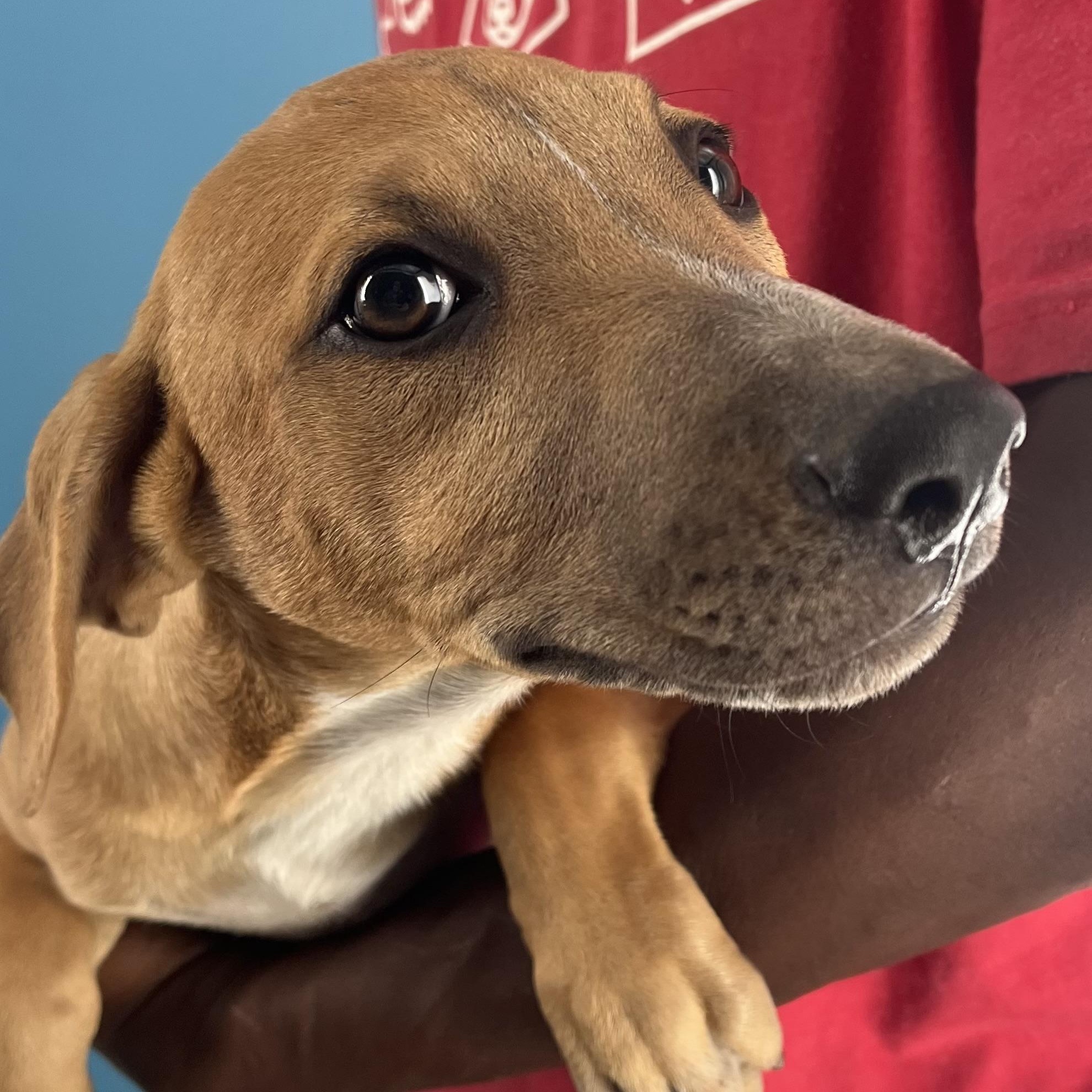 Enlarge Patty - Local Dec 19-21, a Adoptable mixed breed in Happy Valley , OR image 3/6