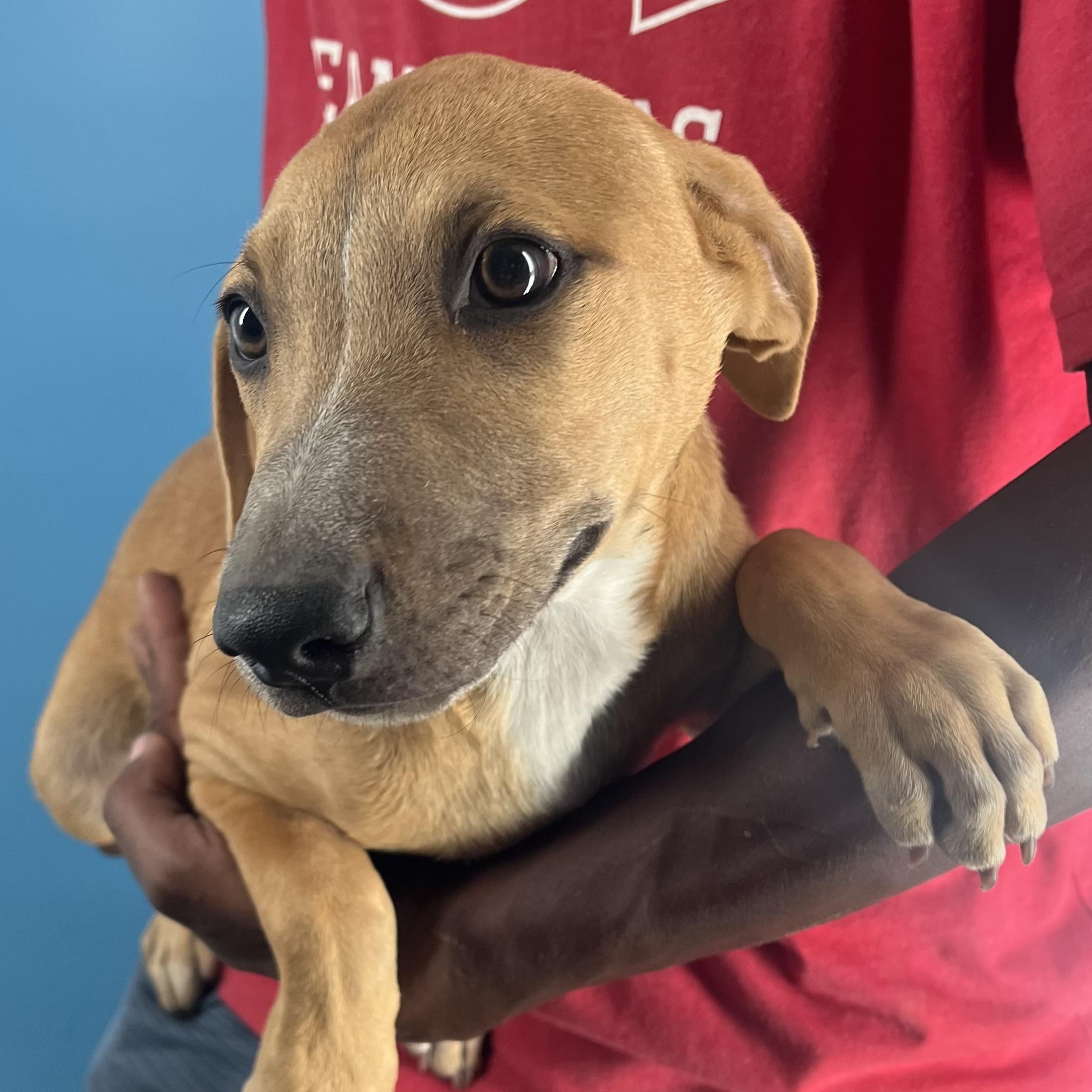 Enlarge Patty - Local Dec 19-21, a Adoptable mixed breed in Happy Valley , OR image 4/6