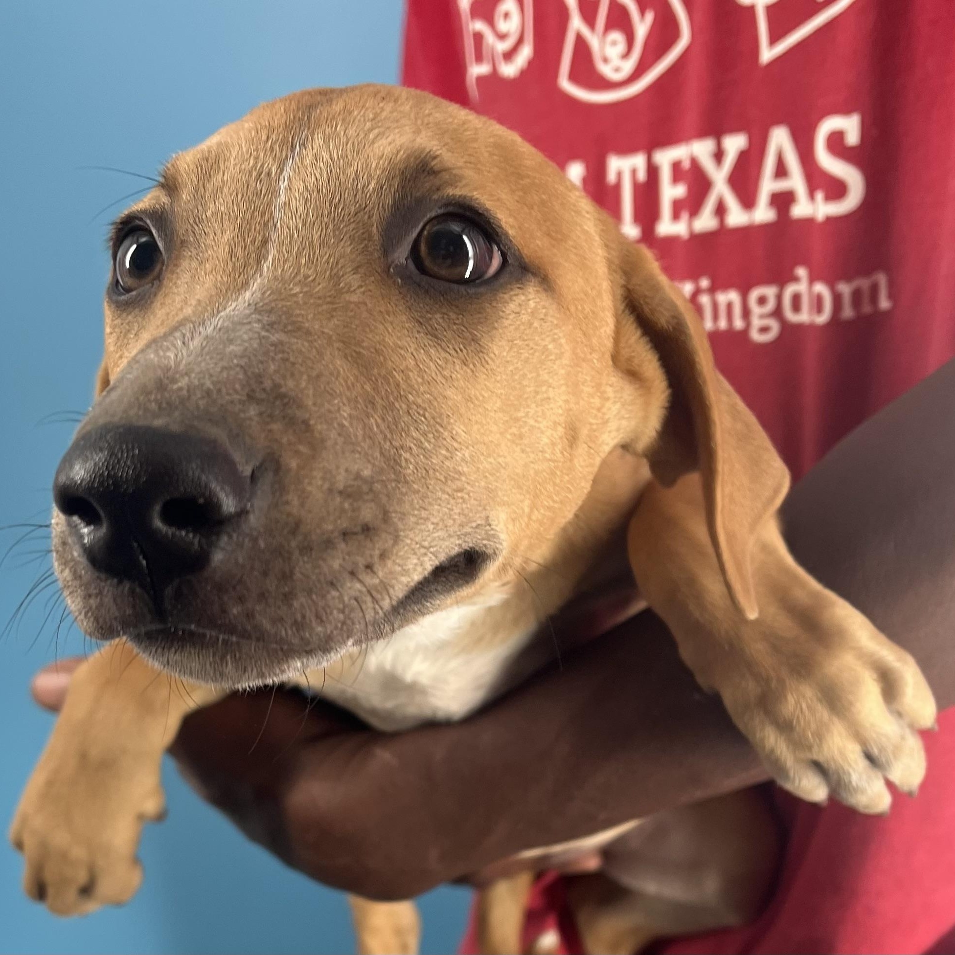 Enlarge Patty - Local Dec 19-21, a Adoptable mixed breed in Happy Valley , OR image 6/6