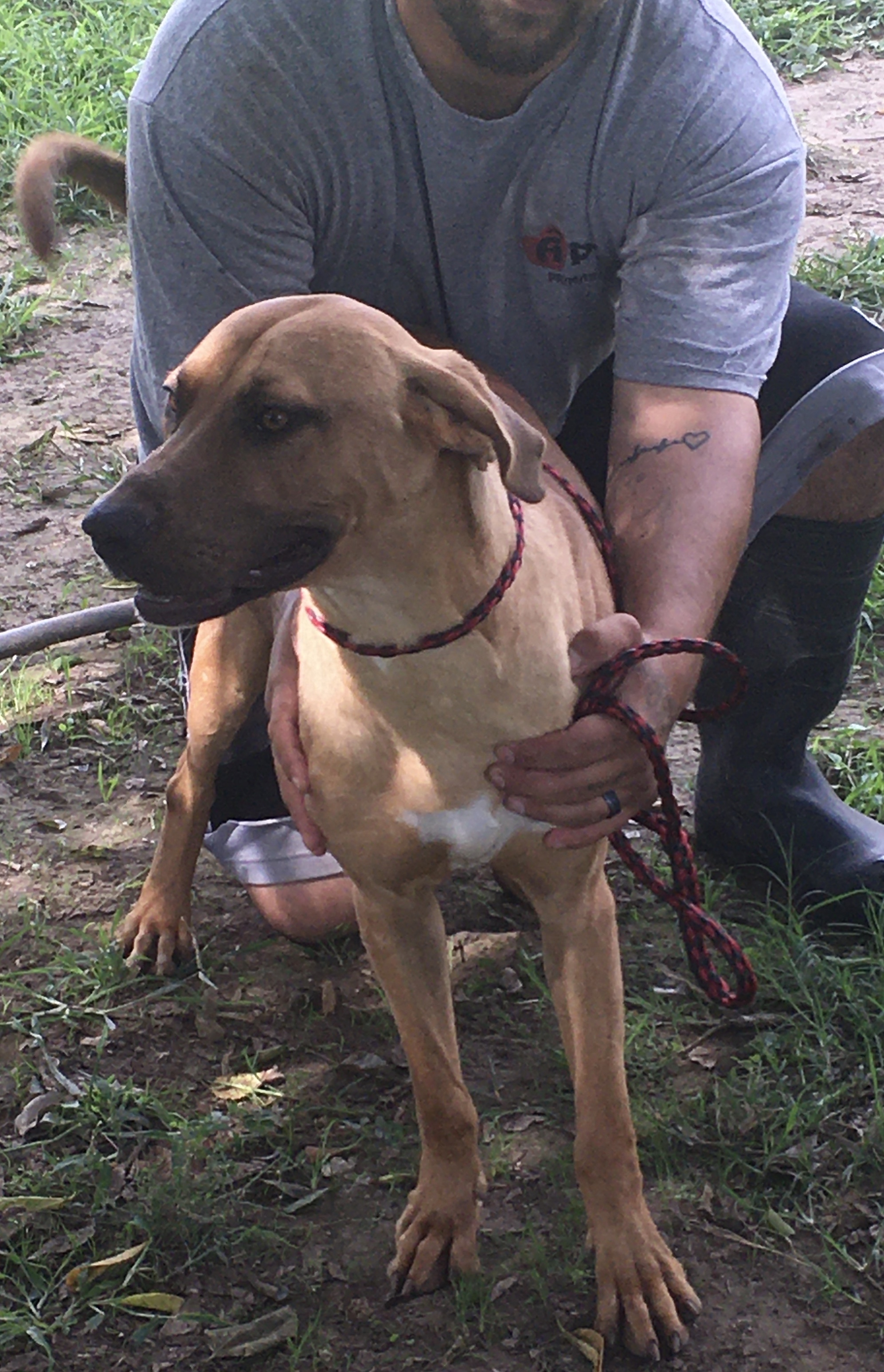 Enlarge Junior, a Adoptable mixed breed in Henrietta, TX image 2/3