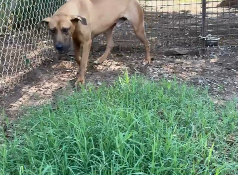 Enlarge Junior, a Adoptable mixed breed in Henrietta, TX image 3/3