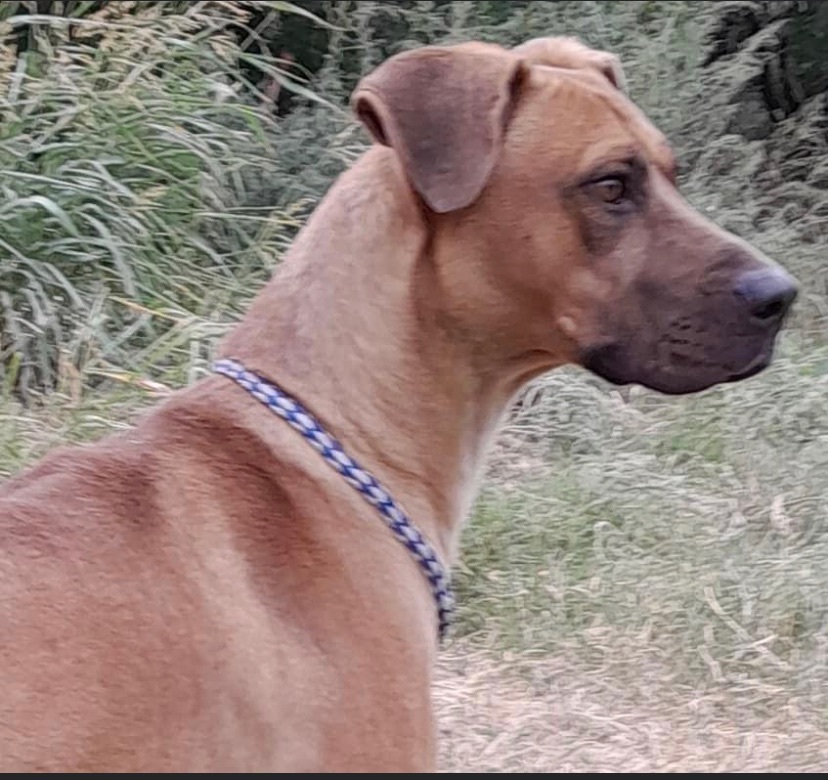 Enlarge Junior, a Adoptable mixed breed in Henrietta, TX image 1/3