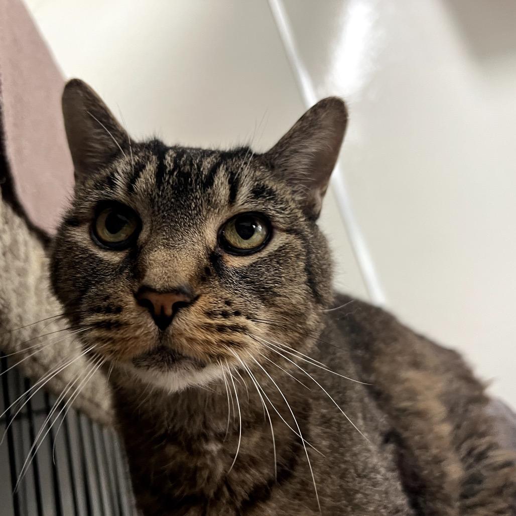 Tutuola — thumbnail 2