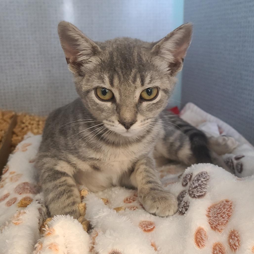 Adso (Addy), Adoptable, Kitten Female Domestic Short Hair.