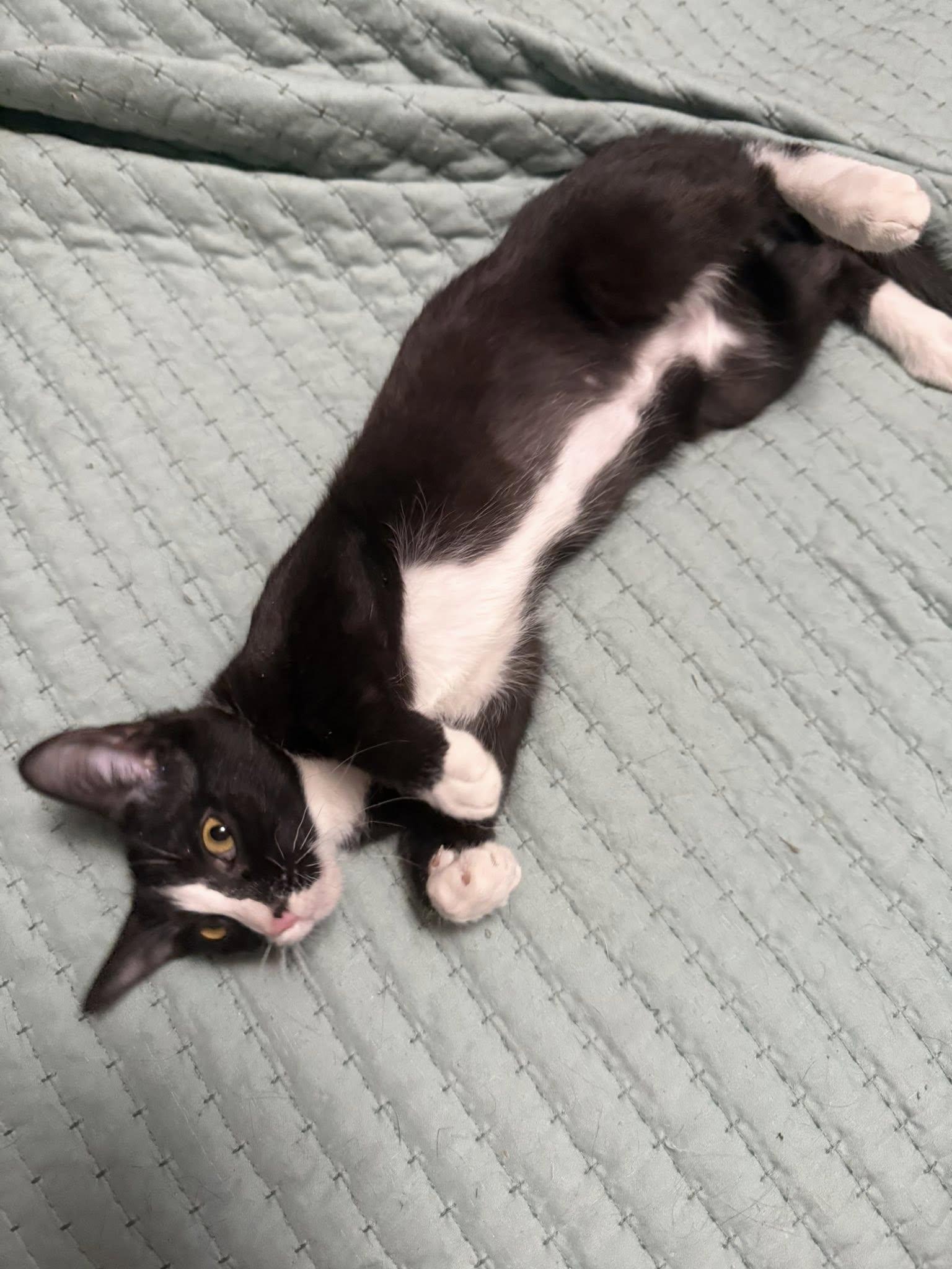 Mary Jane, an adopted mixed breed in Montour Falls, NY image 2/3