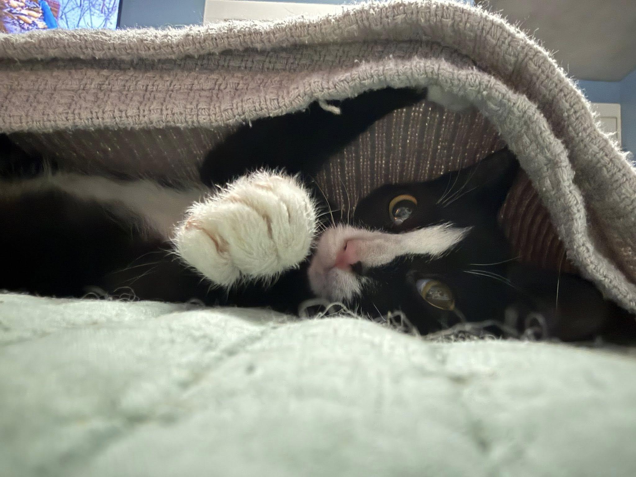 Mary Jane, an adopted mixed breed in Montour Falls, NY image 1/3