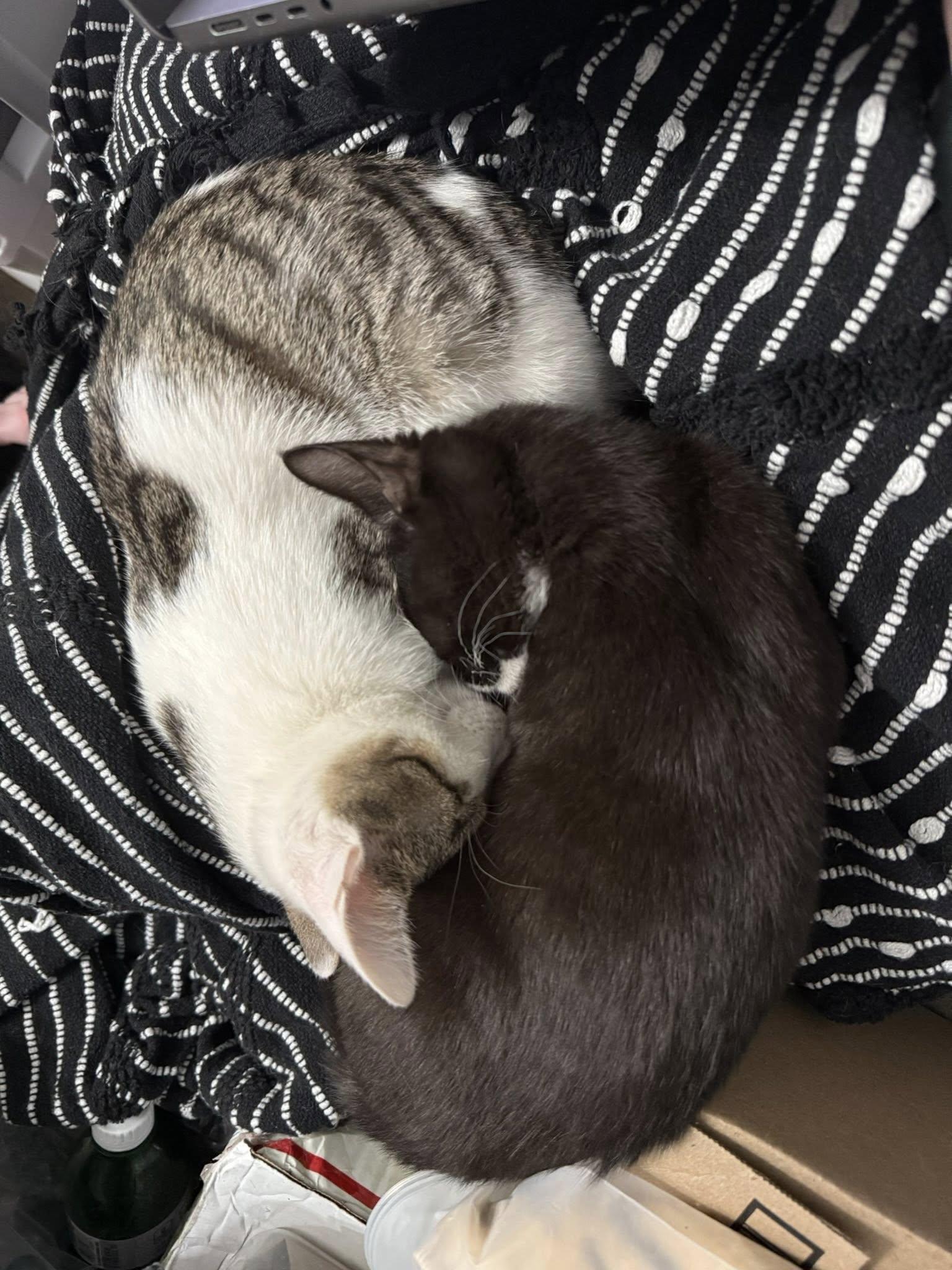 Mary Jane, an adopted mixed breed in Montour Falls, NY image 3/3