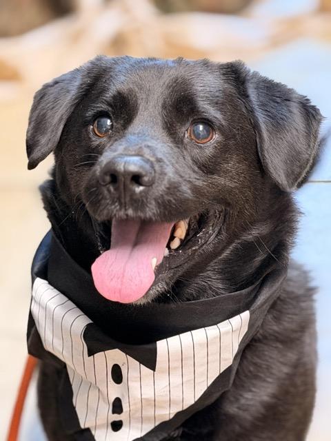 Enlarge Walter, a ADOPTABLE mixed breed in Sparta, NJ image 1/6